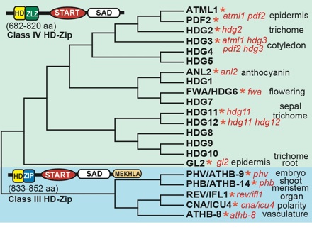 Phylogeny