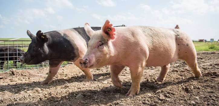 K-State researchers are studying African swine fever virus. 