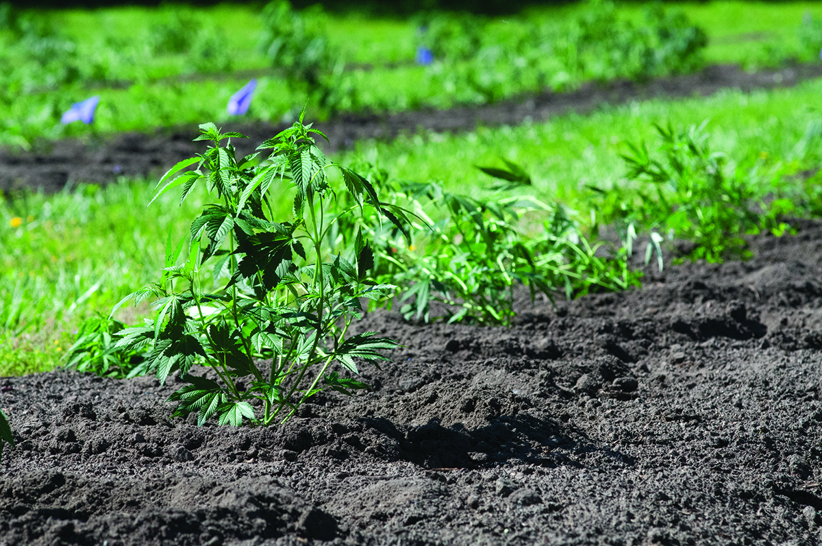 Hemp growing at the John C. Pair Center