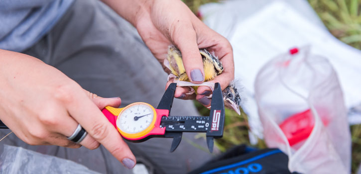 Sarah Winnicki takes measurements from a grasshopper sparrow