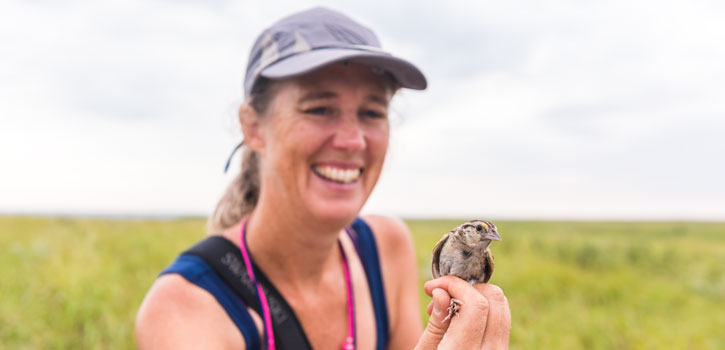 Grasshopper sparrow