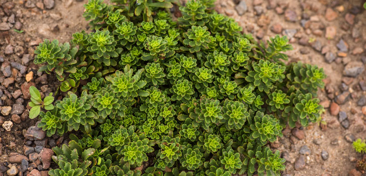 Sedums help establish vegetation on green roofs