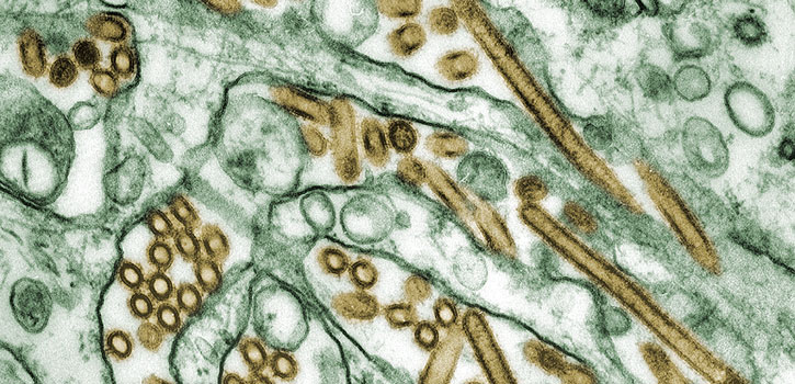 Influenza virus strains
