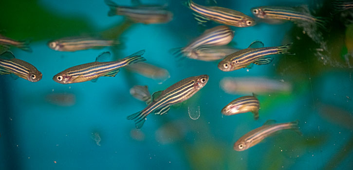 The zebrafish is a model species for understanding the human brain. 