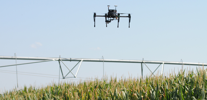 A drone flies over a corn field for research study. 