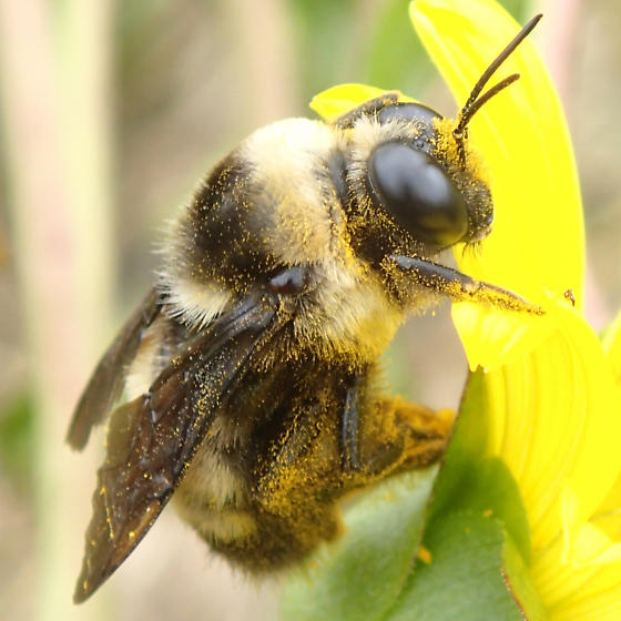 Bombus auricomus