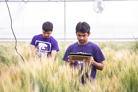 Researchers at K-State work in a greenhouse. 