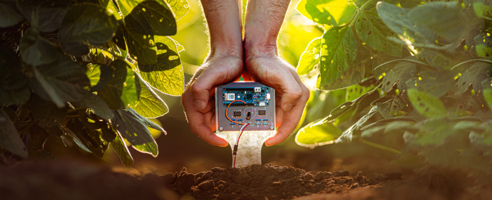 Hands planting a soil sensor