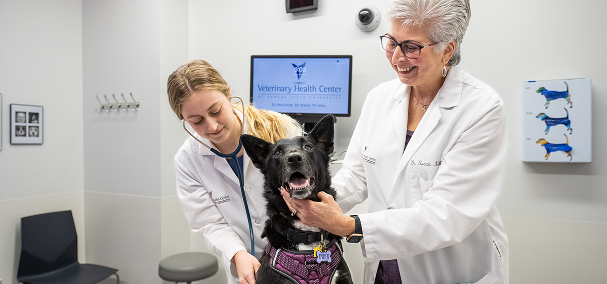 Fourth-year veterinary student Morgan Hull examines Ryder the dog with Nelson.