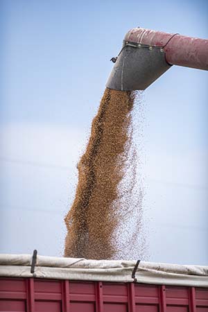 Wheat harvest