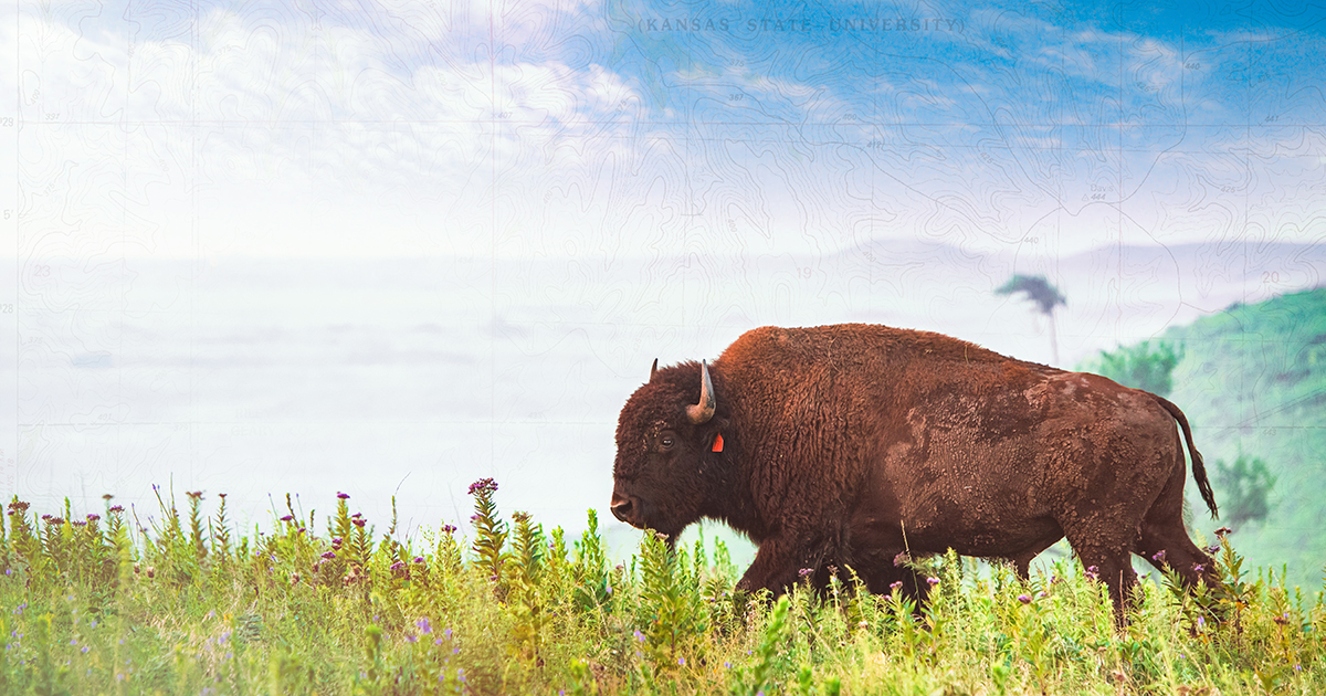 K-State biologists study American bison and prairie home at Konza ...