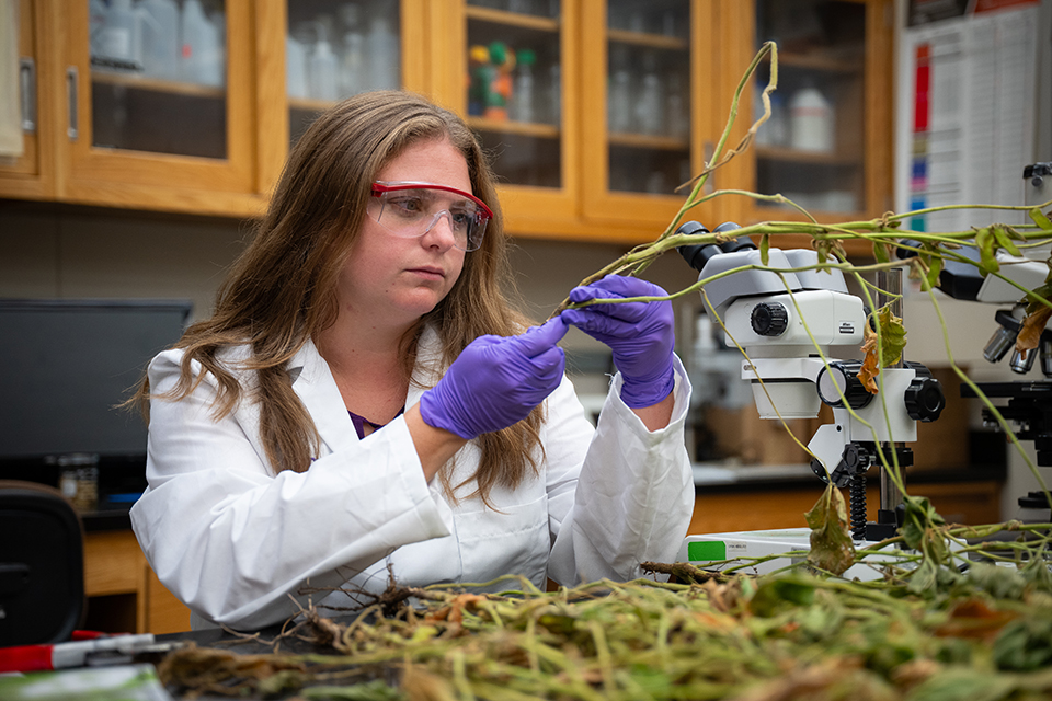 A plant diagnostician handles a stem of a plant in a laboratory.