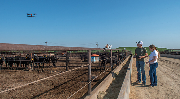 A college professor and a graduate student stand next to a cattle pen, while the student uses a handheld remote to control a drone flying over the cattle.
