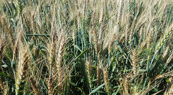 A photo shows a row of wheat heads at the front of a field.