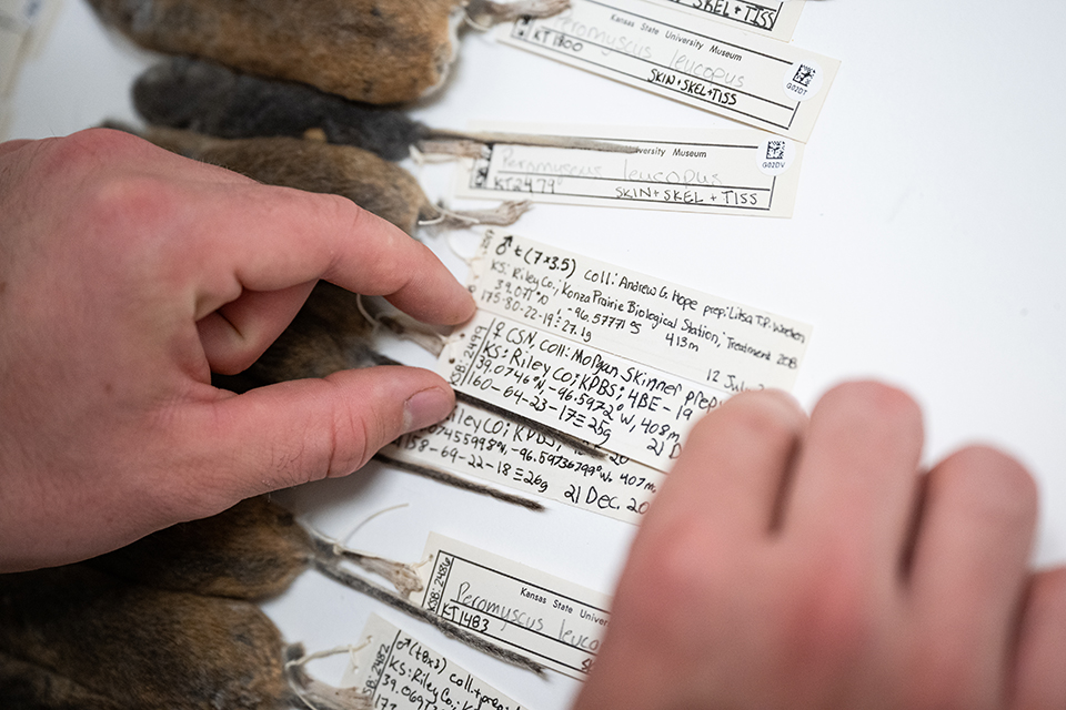A researcher examines various samples of mice from all over Kansas. Each is labeled with a tag showing date and location of collection.