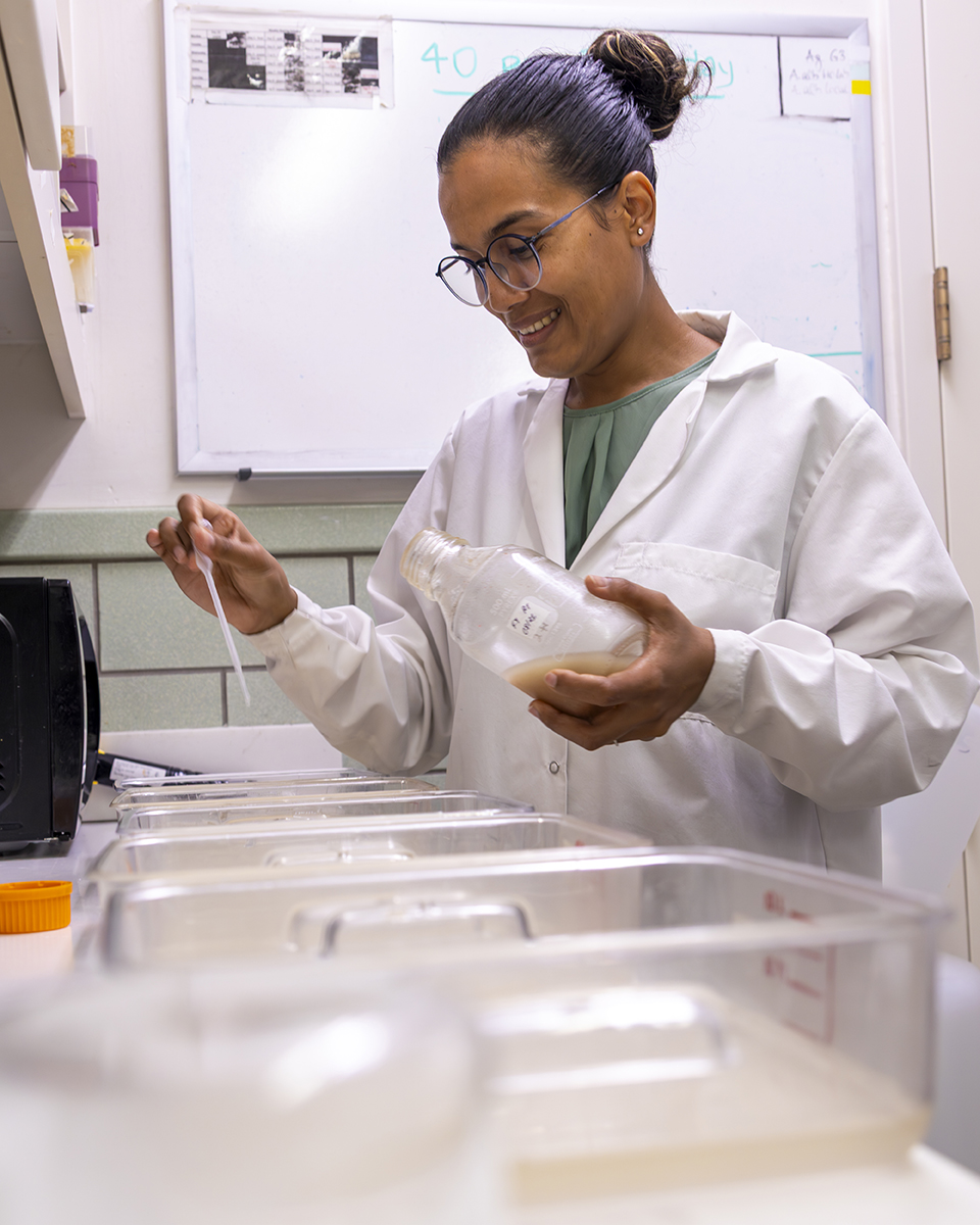 A graduate student in a mosquito lab pipettes larval food to a dish of mosquitos.