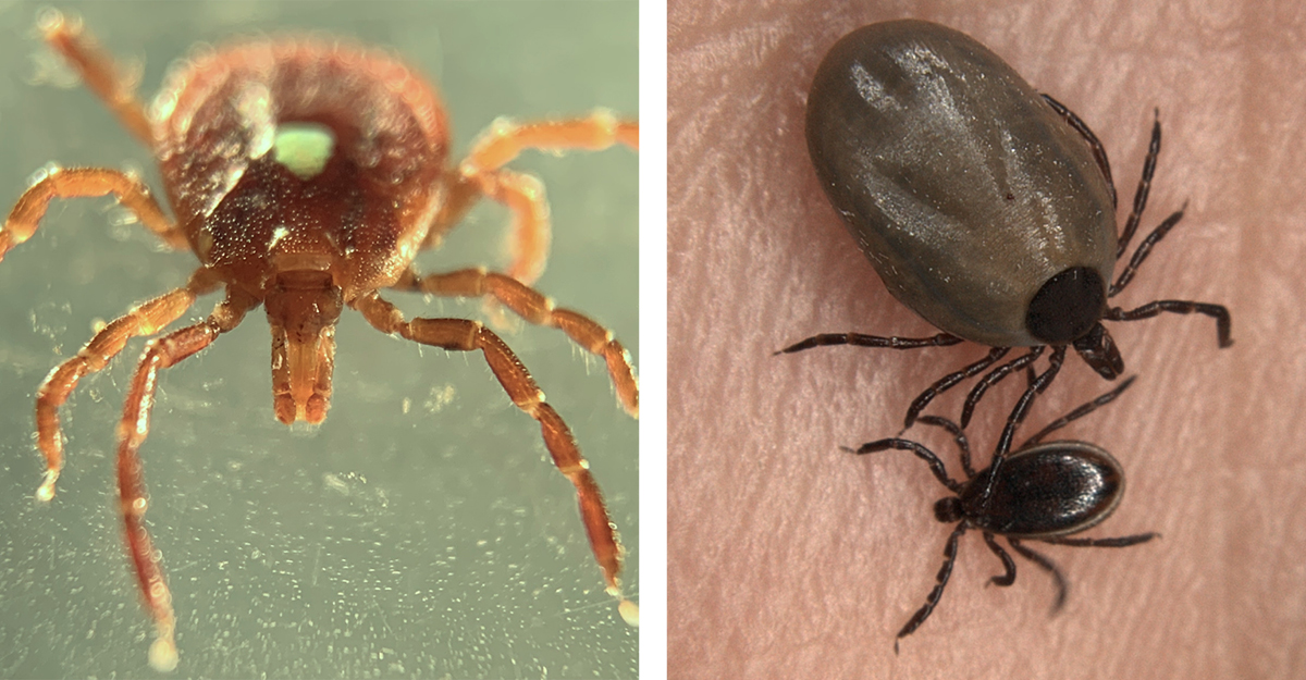 Two side by side photos show different species of ticks. The left side shows the lone star tick, which has a distinct white spot on its back. The other is the deer tick, which is smaller and darker.