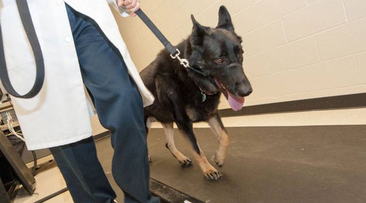 A pressure-sensing walkway provide objective data of a dog's pain severity by measuring how much weightthe dog puts on each foot.