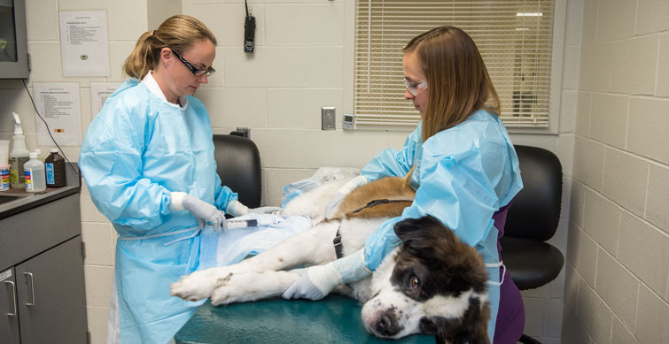 Raelene Wouda, assistant professor of clinical sciences administers a small dose of chemotherapy to Abby, a 7-year-old Saint Bernard mix with cancer. 