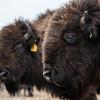 Bison do especially well in the winter with their thick, warm coats and their heavy, muscled heads that allow them to power through deep snow. Unlike cattle, bison don't lie in water during the summer. They shed a layer of hair and then coat themselves in mud by rolling in dirt — making buffalo wallows on the ground — to try to escape the ever-present biting flies. Bison do not seem to be affected by extreme weather, such as wind, rain, hail or fire — all common elements on the Konza Prairie.