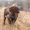 Kansas State University ecologists consider bison a key species for the prairie ecosystem. Bison work together with fire to increase the diversity of plants and animals. They eat grasses and fertilize other plants with their waste. This interplay of grazing and fertilization results in a network of life that is enhanced by adding fire. Fire helps to maintain a prairie by keeping out wooded plants like trees and shrubs. Putting all of the pieces together makes for a healthy ecosystem.