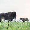 Typically born around 40-50 pounds, the full grown bison at Konza typically weigh around 800 pounds for an adult cow and 1,500 pounds for an adult bull. The largest bison ever at Konza, a 7-year-old bull, was 2,050 pounds.