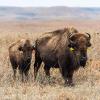 Even though bison appear docile, they can move very quickly and aggressively, especially if something or someone gets between a cow and its calf. Bison can run up to 35 miles per hour — faster than the fastest man — and can pivot very quickly. 