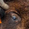 The Konza bison are not domesticated. The herd comes to the bison corral once a year for weighing and removing selected members — otherwise, the herd is left alone. 