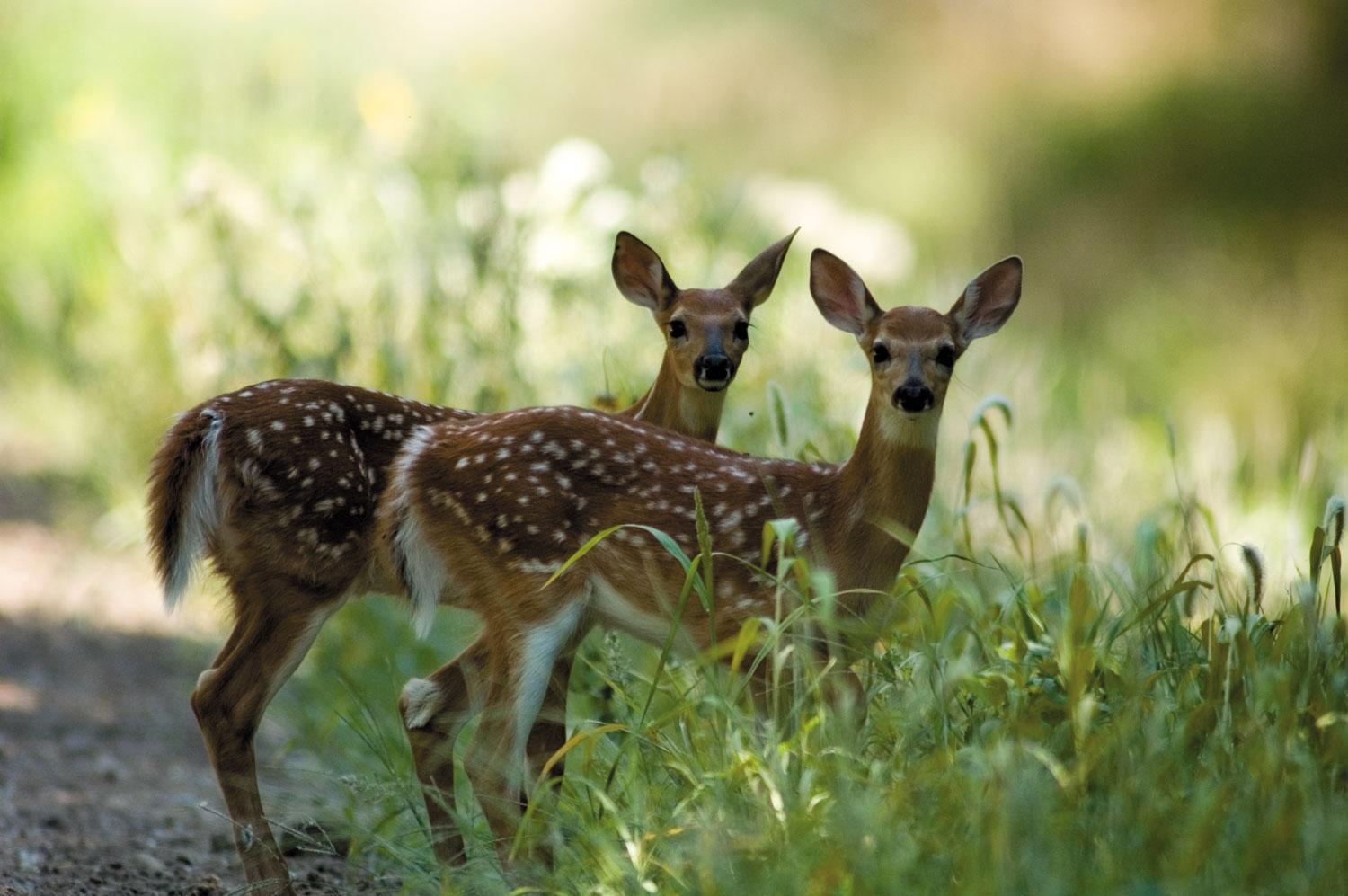 Wildlife на русском. Wild Life. Real Wildlife. Animals Kansas животные Канзас.