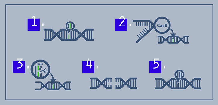 A CRISPR technique