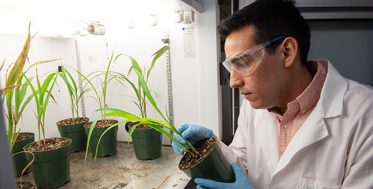 Ivan Grijalva looks over plants.