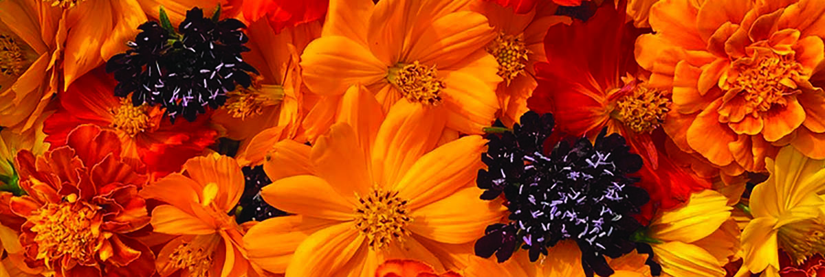 Marigold and coreopsis flowers