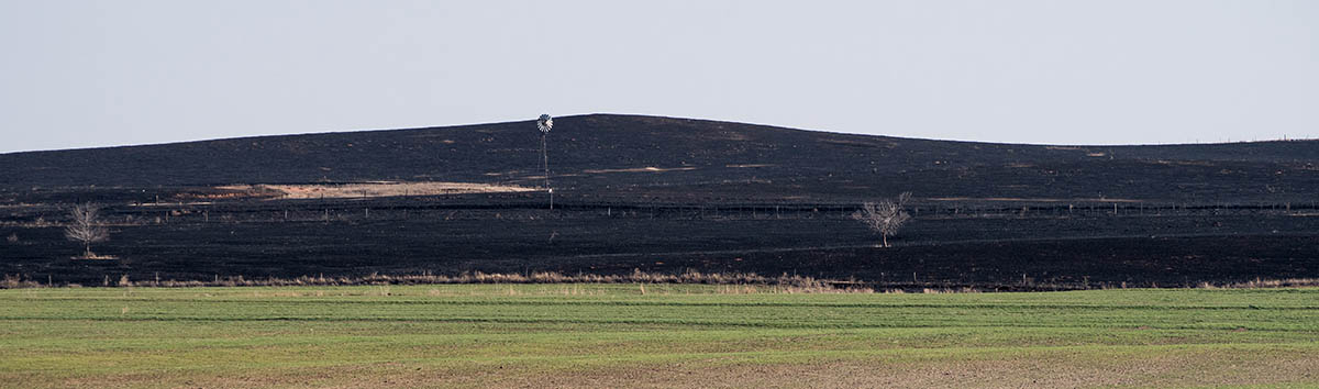 Great Plains ranchers have used controlled burning — also called prescribed burning — for centuries to impede the growth of invasive plants on the Kansas prairie.