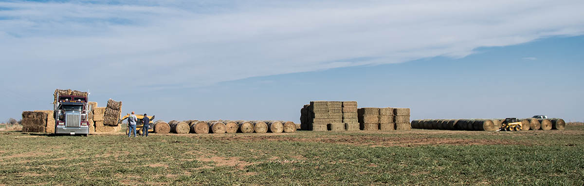 Hay bales on the Gardiner farm