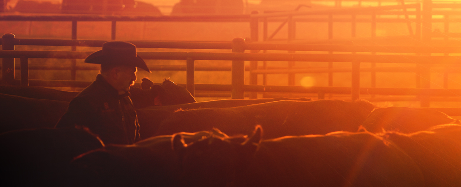 Clark County rancher Mark Gardiner walks among a herd of cattle at Gardiner Angus Ranch near Ashland, Kansas. (Photo credit: Gardiner Angus Ranch/Julie Tucker)