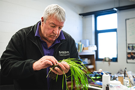 K-State entomologist Jeff Whitworth examines wheat seedlings infested by the Hessian Fly prior to treating the seedlings with a nanopesticide developed at K-State.