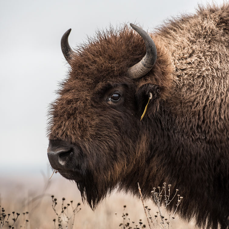 American bison