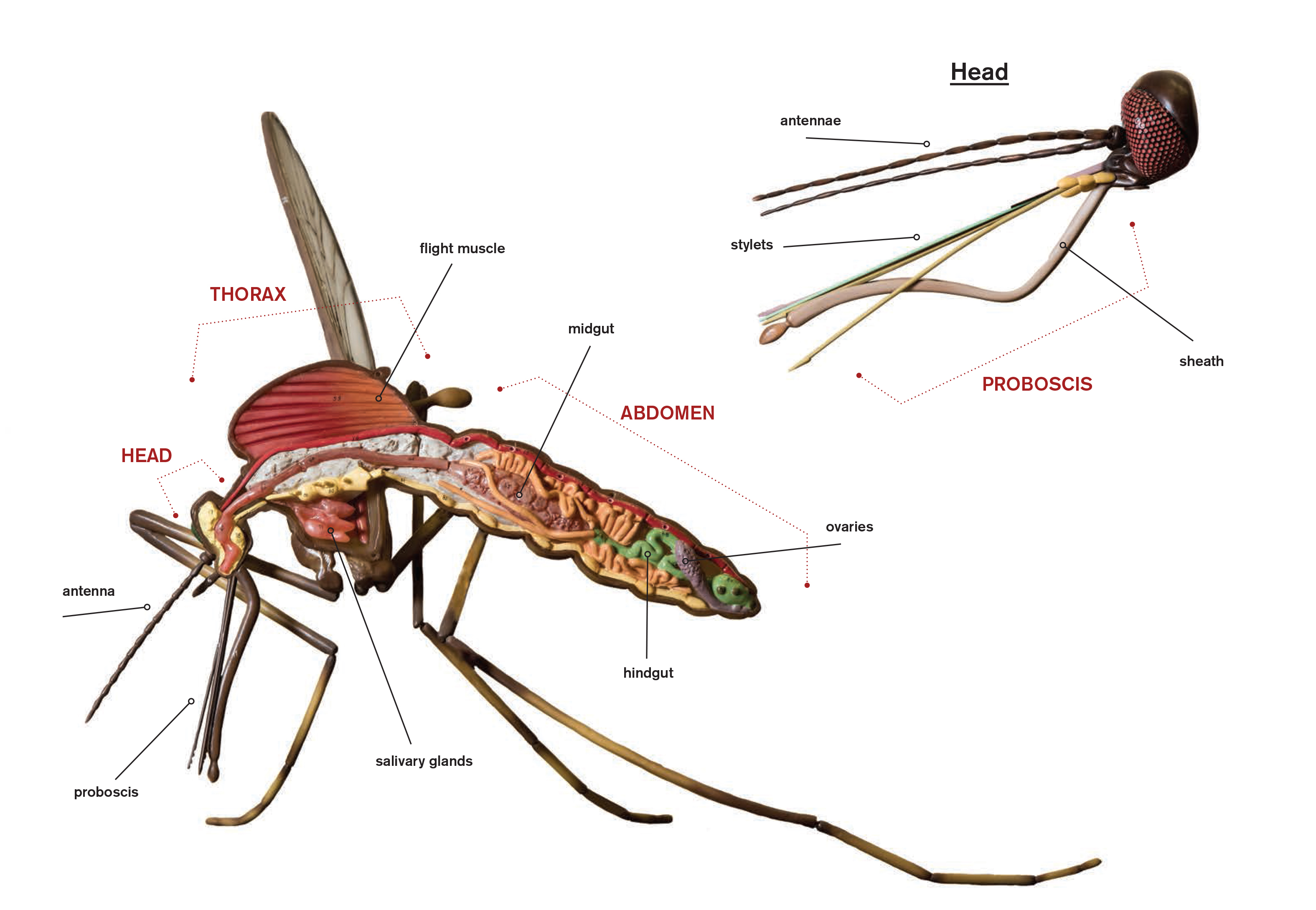 Anatomy of a mosquito