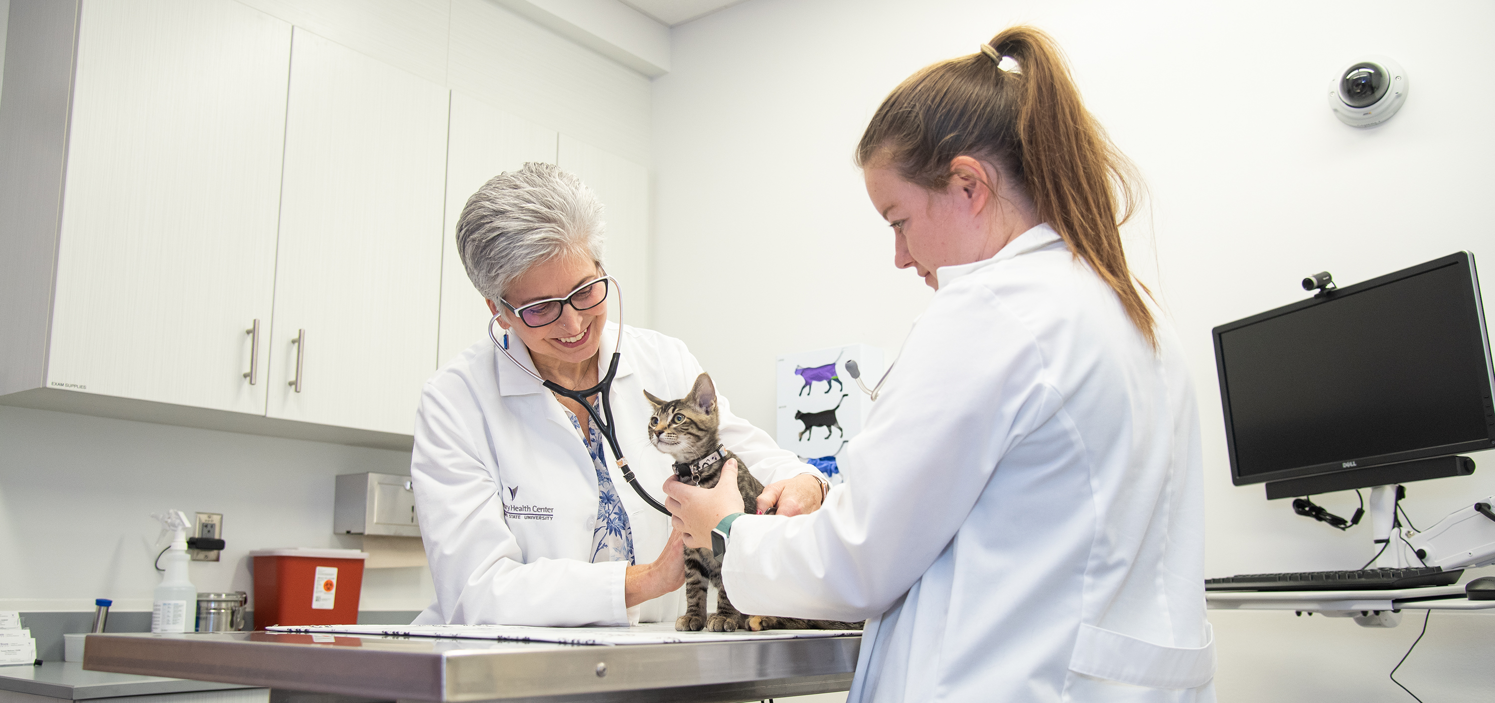 Veterinarians checking over a cat