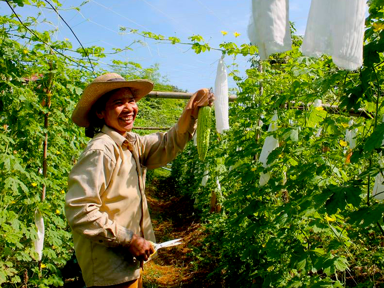 Cambodia Bitter Gourd