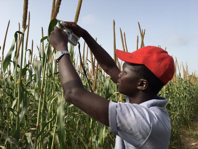 senegal people working in field