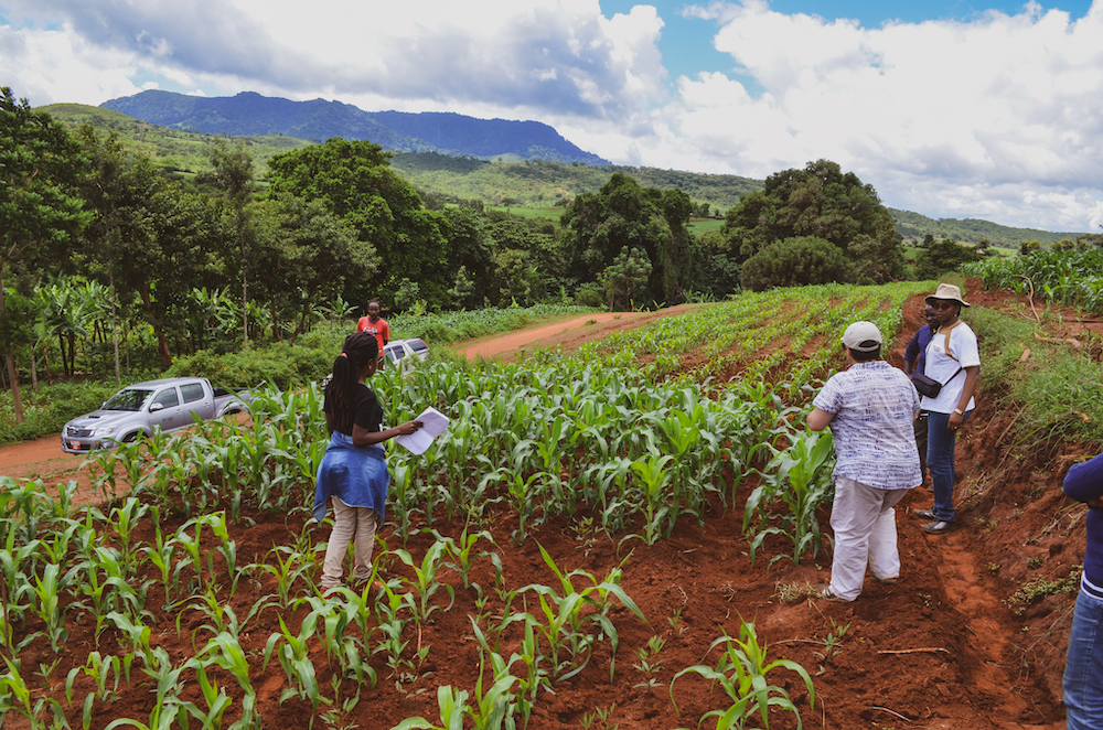 Tanzania people working