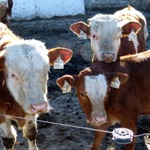 cows at a feed lot