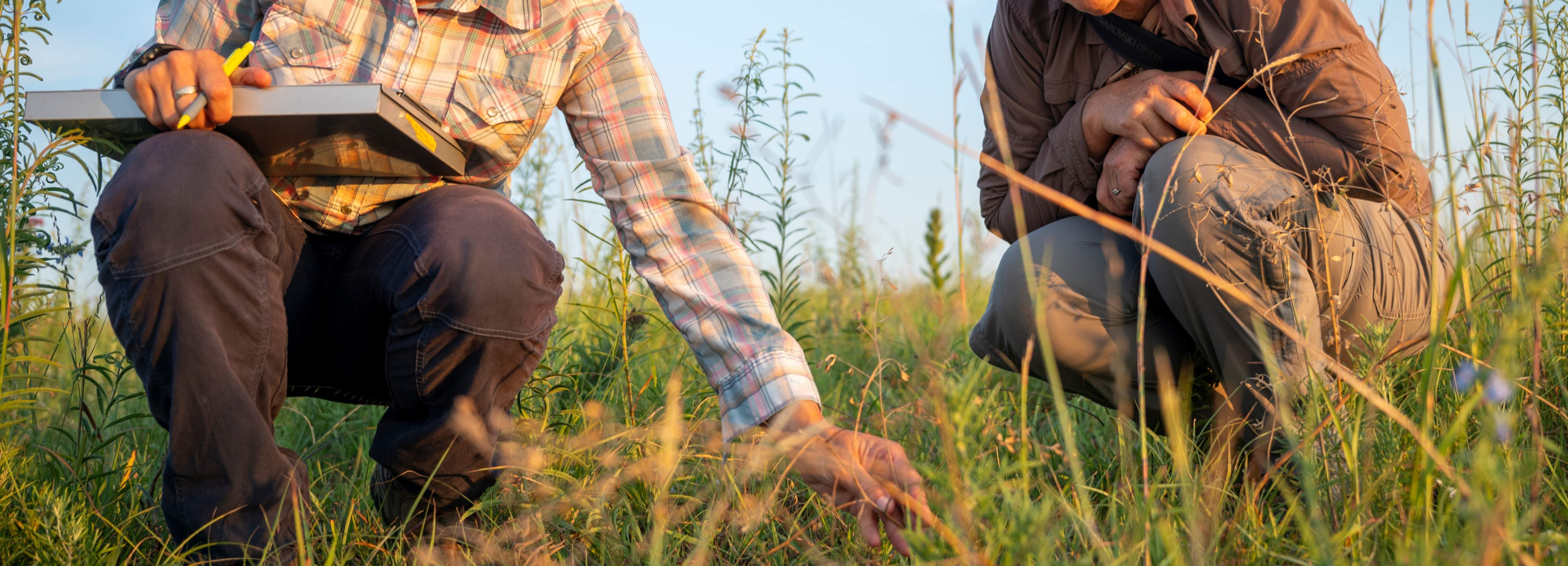 A clouse-up image of two individuals crouched in a tallgrass field, inspecting the ground