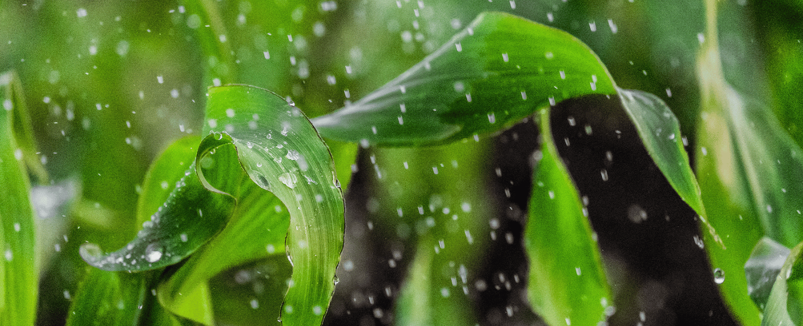 water falls on sorghum leaves