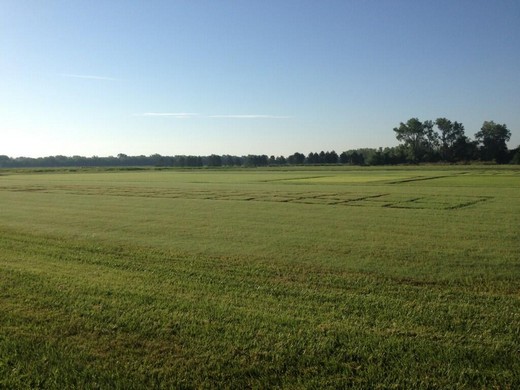 Turfgrass plots at John C Pair Center