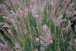 Melinis nerviglumis: Raise a Glass to Pink Crystals® Ruby Grass