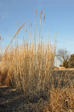 Andropogon gerardii