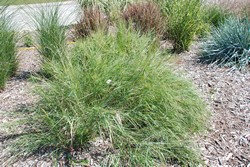 Big Bluestem