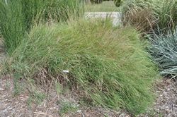 Big Bluestem